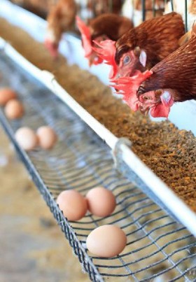 Commercial<br />
Egg Poultry